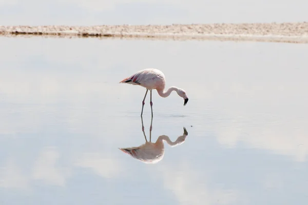 Фламинго Chaxa Lagoon Чили — стоковое фото