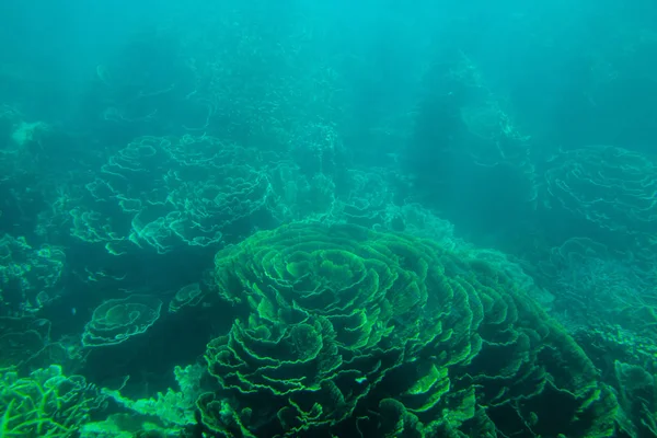 Arrecife Ningaloo Coral Bay Australia Occidental — Foto de Stock