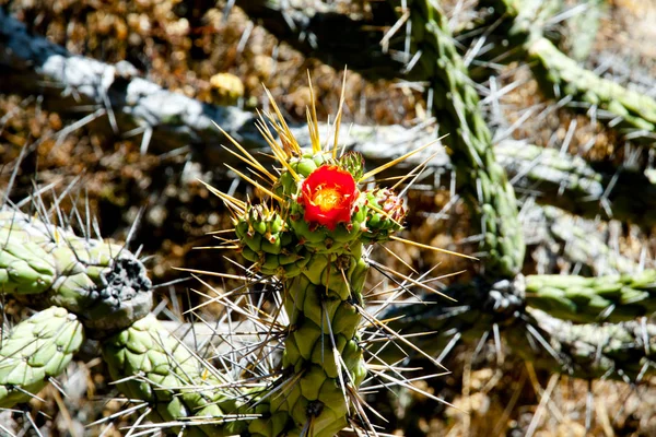 San Pedro Cactus Peru — Stock Photo, Image