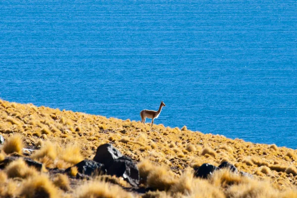 Vicuna Altiplano Şili — Stok fotoğraf