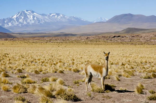 Vicuna Altiplano Şili — Stok fotoğraf