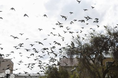 sürünün uçan güvercin