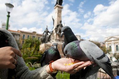 El beslenen güvercinler - La Paz - Bolivya
