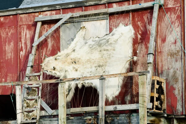 Polární Medvěd Kůže Ittoqqortoormiit Vesnice Grónsko — Stock fotografie