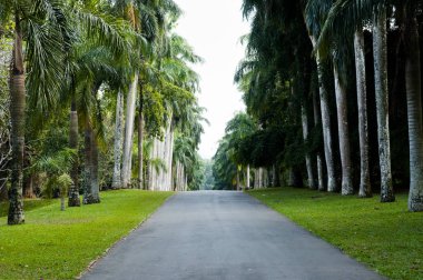 Peradeniya Kraliyet Botanik Bahçeleri - Kandy - Sri Lanka