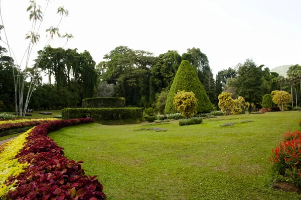 Królewskie Ogrody Botaniczne Peradeniya Kandy Sri Lanka — Zdjęcie stockowe