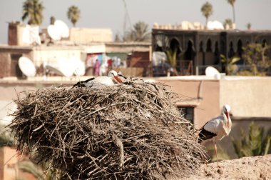 Leylek yuvası - Marakeş - Fas