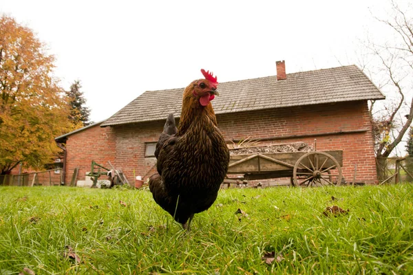 Free Range Chicken Grass — Stock Photo, Image