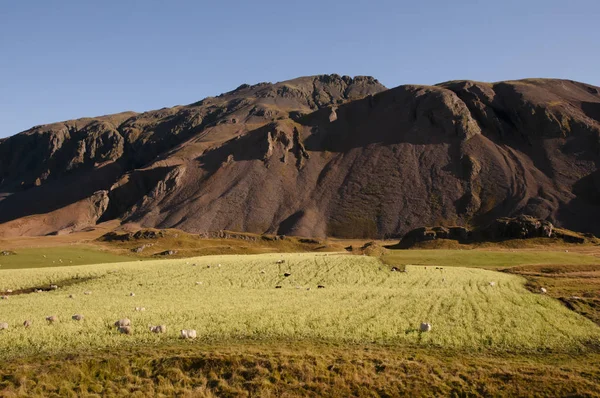 Sheep Remote Pasture Iceland — Stock Photo, Image