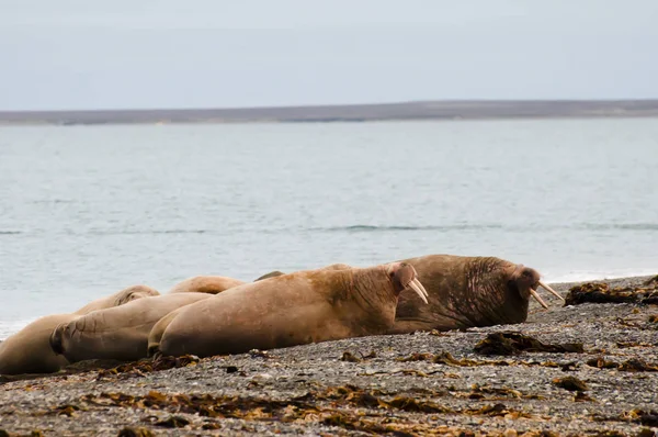 Walrus Family Svalbard Norway — Stock Photo, Image