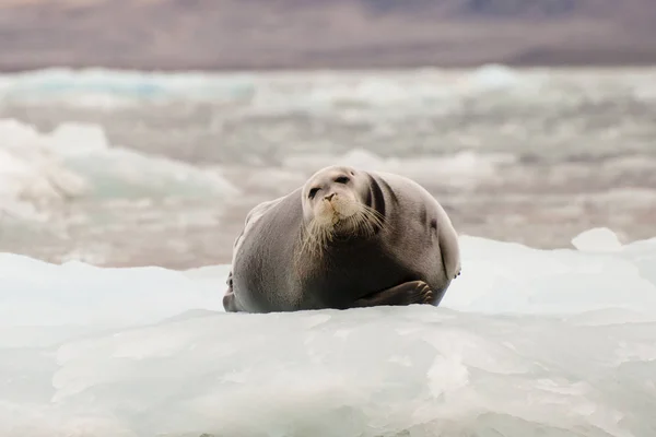 Seal Ice Svalbard Norway — Stock Photo, Image
