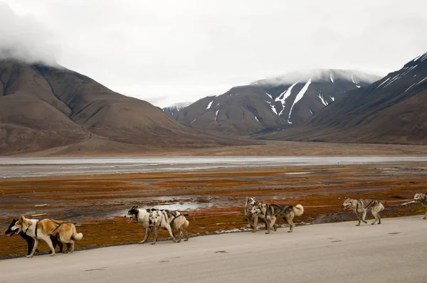 Trineo Perros Longyearbyen Svalbard — Foto de Stock