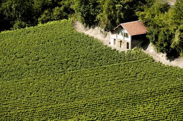Terrace Vineyard Visp Suíça — Fotografia de Stock