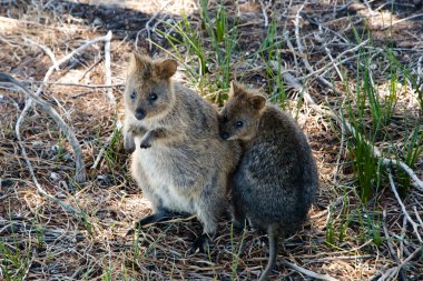 Quokkas - Rottnest Adası - Avustralya