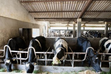 Süt inekleri sığır kararlı