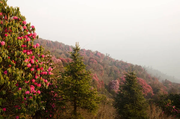 Drzewa Rododendronów Annapurna Zakres Nepal — Zdjęcie stockowe