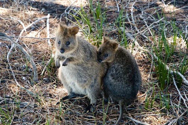 Quokkas Rottnest Island Australia — Zdjęcie stockowe