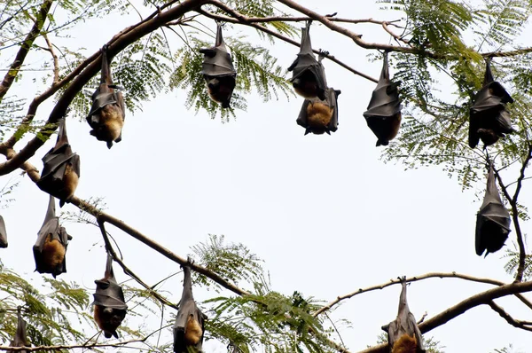 Zorros Voladores Indios Sri Lanka —  Fotos de Stock