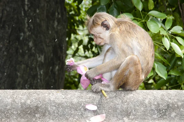 Macaque Com Uma Flor Sri Lanka — Fotografia de Stock