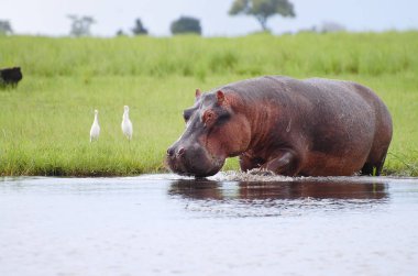 Hippopotamus - Chobe National Park - Botswana clipart
