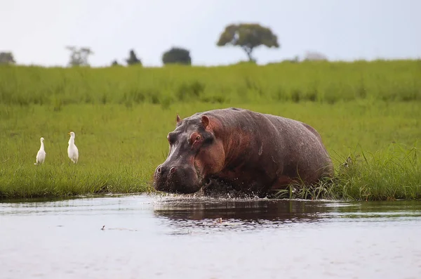 Hippopotamus Chobe National Park Botswana — Stock Photo, Image