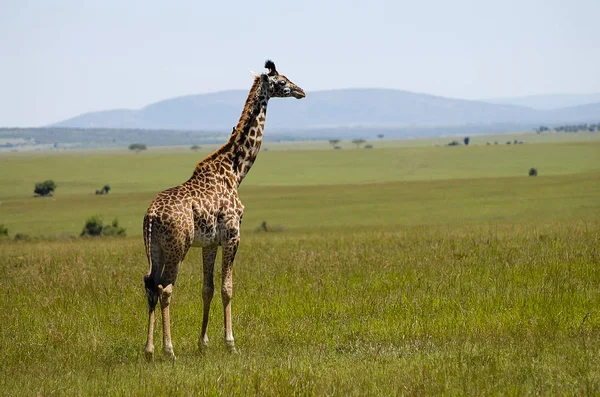 Girafa Masai Mara Quénia — Fotografia de Stock