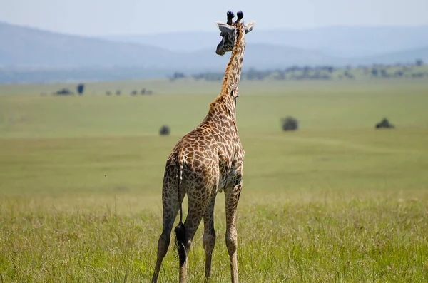 Girafa Masai Mara Quénia — Fotografia de Stock