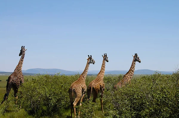Girafas Masai Mara Quénia — Fotografia de Stock