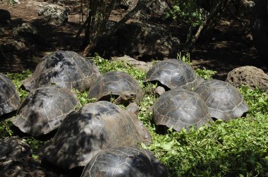Dev kaplumbağa - Galapagos - Ekvador