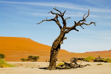 Deadvlei Acacia Ağacı - Sossusvlei - Namibya