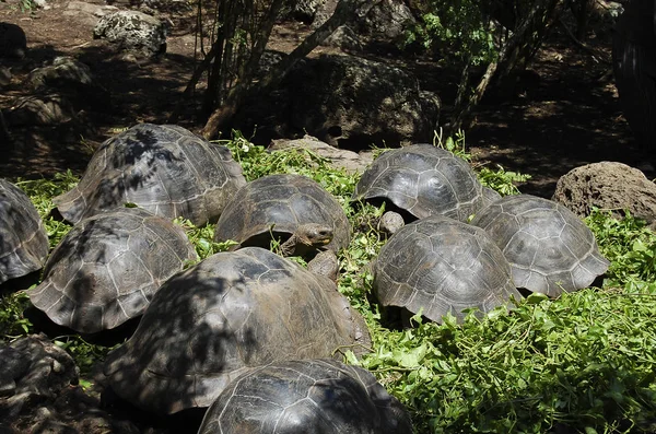 Гигантские Черепахи Галапагосские Острова Эквадор — стоковое фото