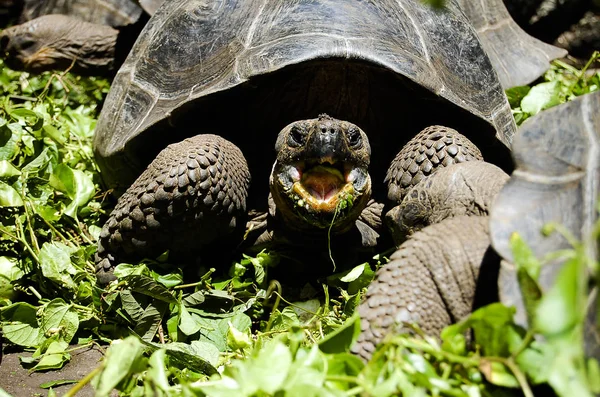 Riesenschildkröte Galapagos Ecuador — Stockfoto