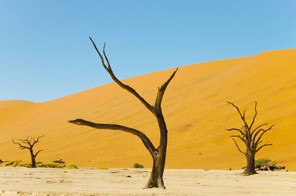 Deadvlei Acacia Tree - Sossusvlei - Namibia
