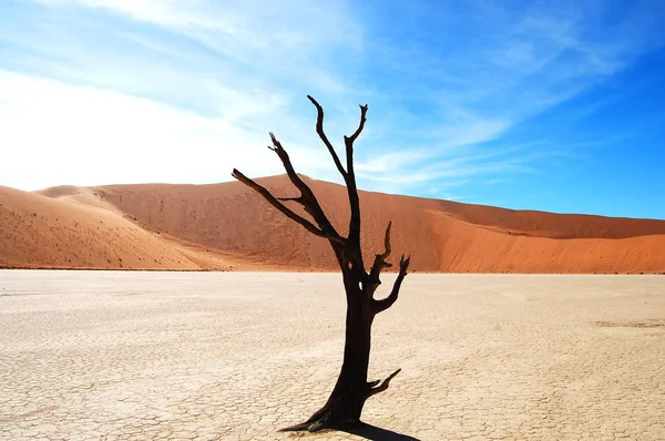 Árbol Acacia Deadvlei Sossusvlei Namibia — Foto de Stock