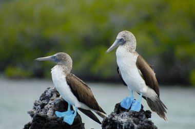 Mavi ayaklı Boobies - Galapagos - Ekvador