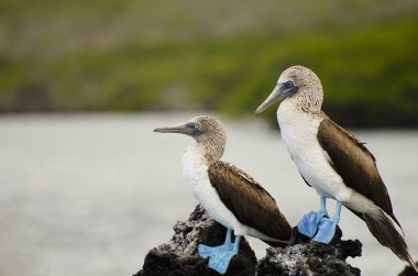 Blue Footed Boobies - Galapagos - Ecuador clipart