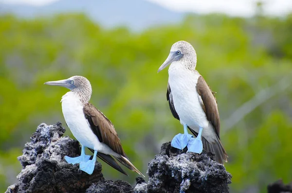 Blue Footed Boobies Галапагосские Острова Эквадор — стоковое фото