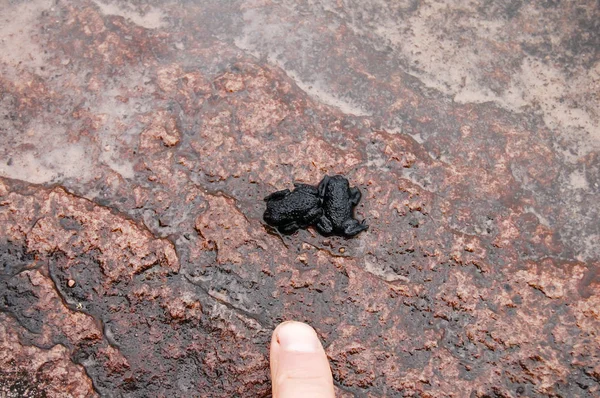 Ranas Negras Roraima Oreophrynella Quelchii Venezuela — Foto de Stock