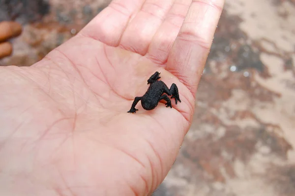 Rana Negra Oreophrynella Quelchii Venezuela — Foto de Stock