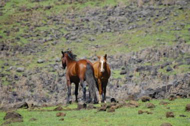 Kıyı mera - Paskalya Adası üzerinde atlar