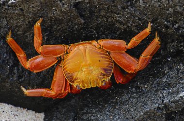 Sally Lightfoot yengeç - Galapagos - Ekvador
