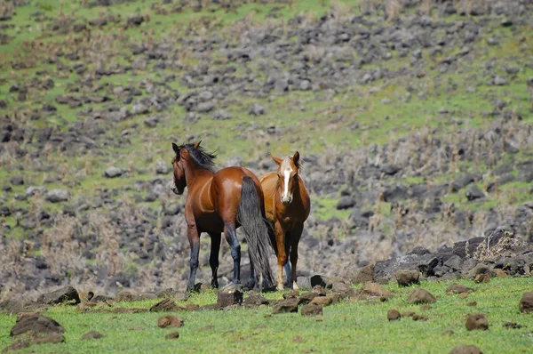 Chevaux Sur Pâturage Côtier Île Pâques — Photo