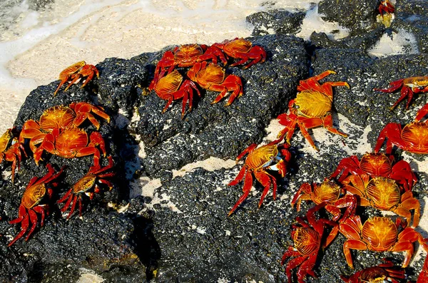 Sally Lightfoot Crabs Galápagos Equador — Fotografia de Stock