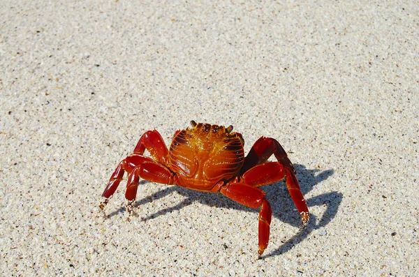 Sally Lightfoot Crab Galápagos Equador — Fotografia de Stock