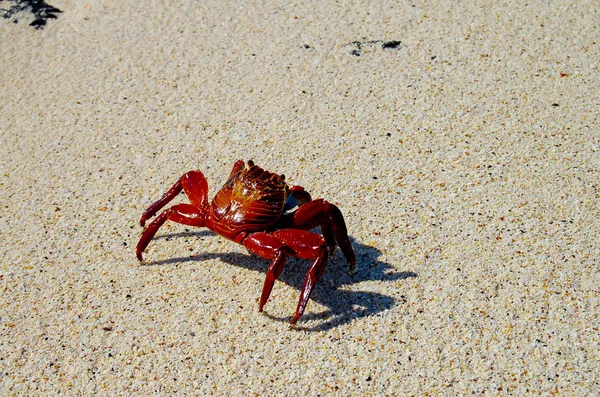 Sally Lightfoot Crab Galápagos Equador — Fotografia de Stock