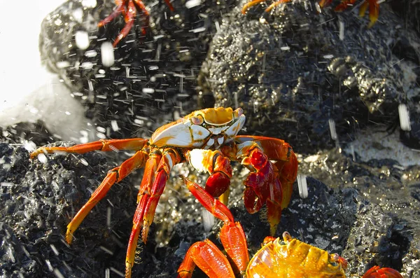 Sally Lightfoot Crab Galápagos Equador — Fotografia de Stock