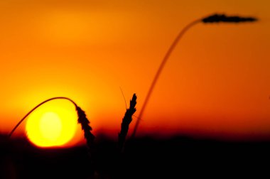 Bir buğday çiftlik plantasyon içinde turuncu günbatımı