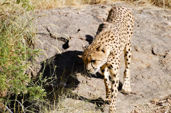 Cheetah Vahşi Namibya — Stok fotoğraf