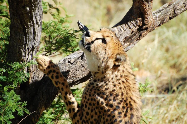 Cheetah Het Wild Namibië — Stockfoto