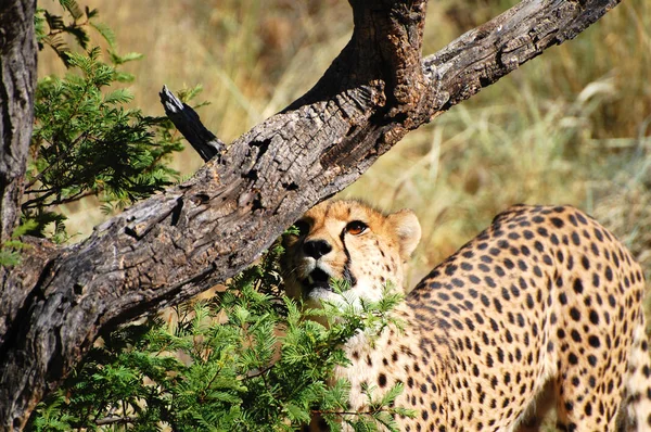 Cheetah Het Wild Namibië — Stockfoto